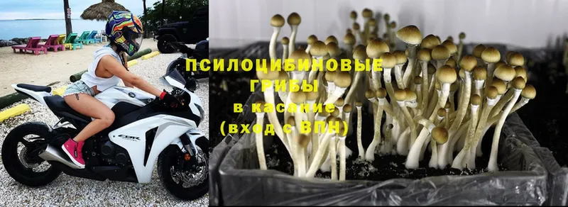 закладка  Уржум  Галлюциногенные грибы Psilocybe 